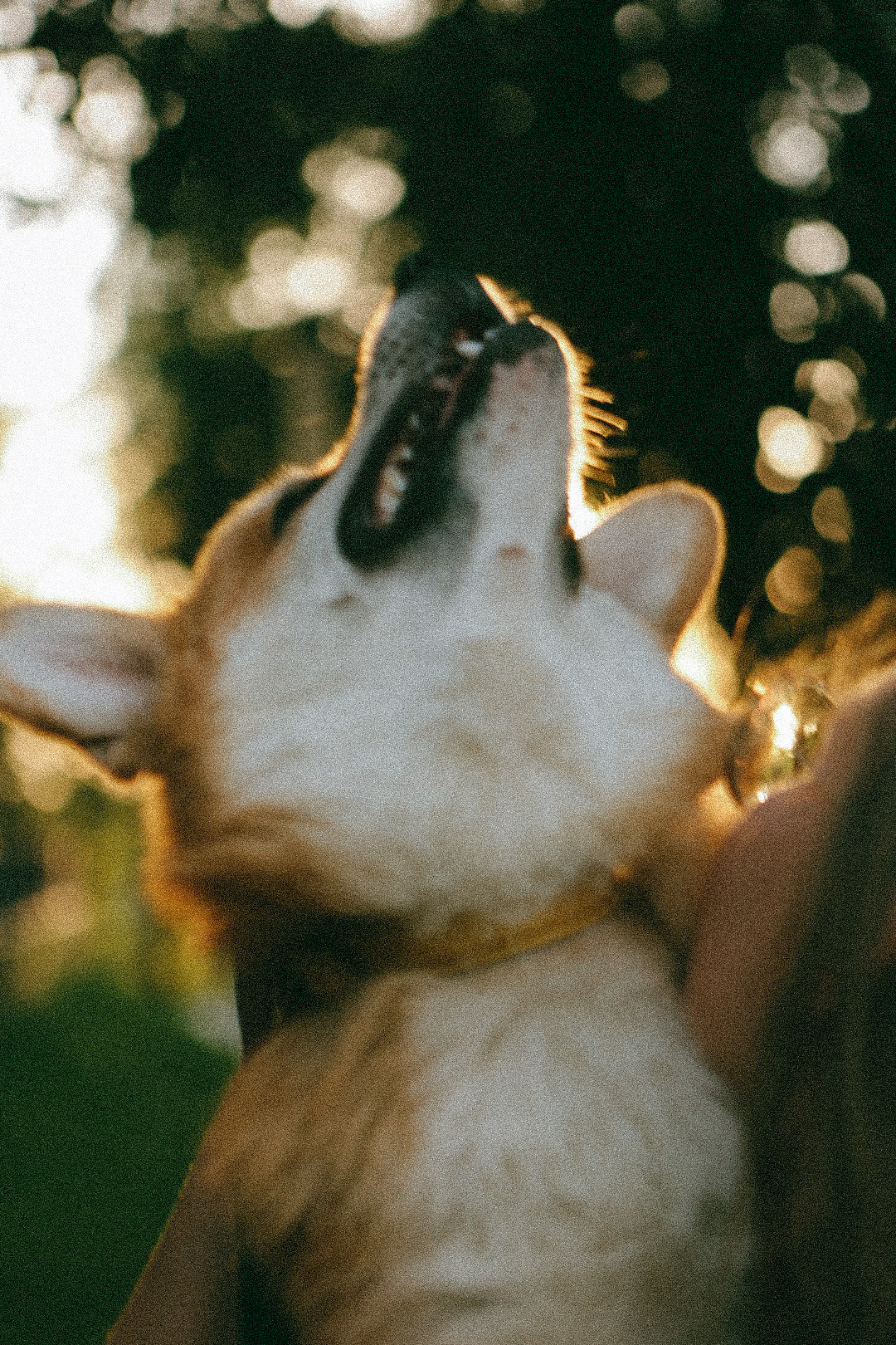 Лиза и Виндзор. Фотограф Нижний Новгород