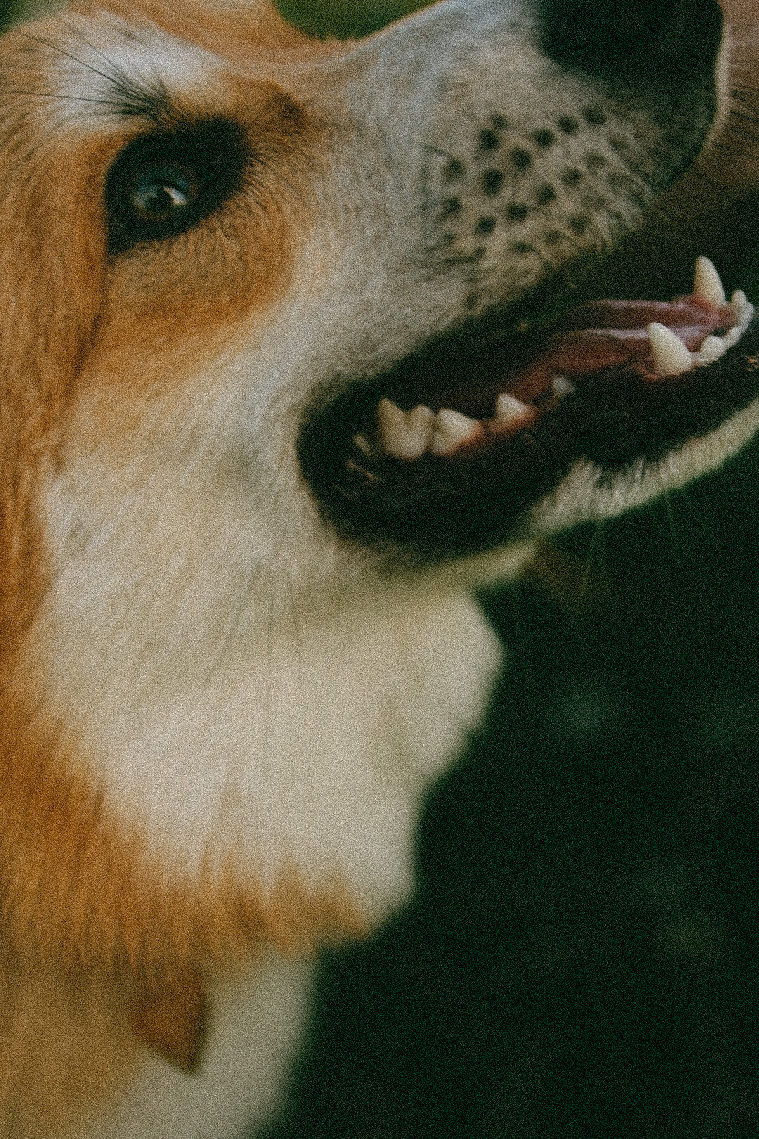 Лиза и Виндзор. Фотограф Нижний Новгород