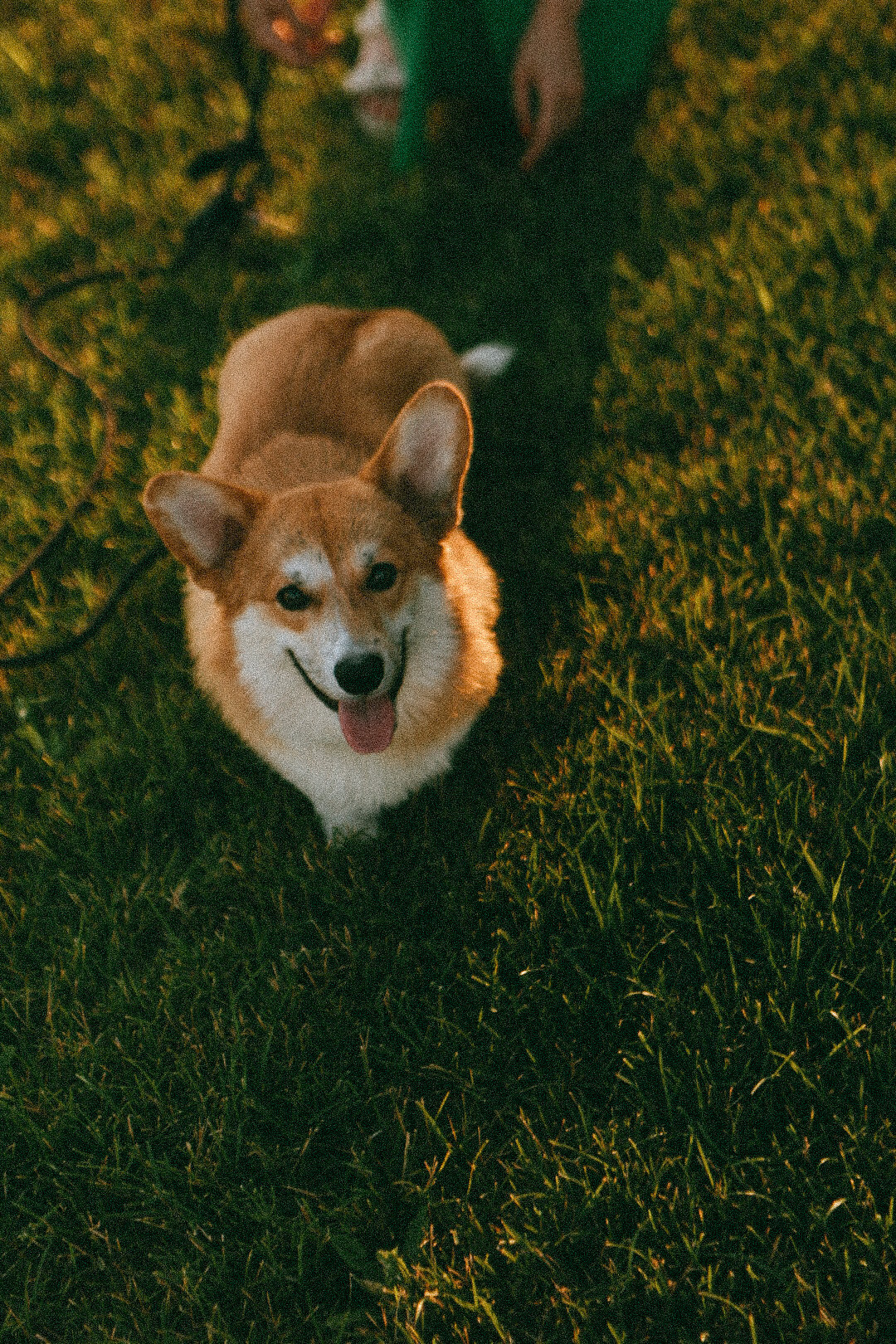 Лиза и Виндзор. Фотограф Нижний Новгород