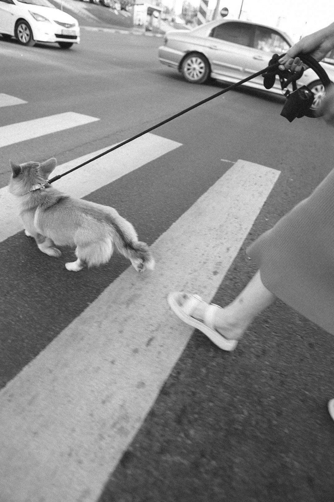 Лиза и Виндзор. Фотограф Нижний Новгород