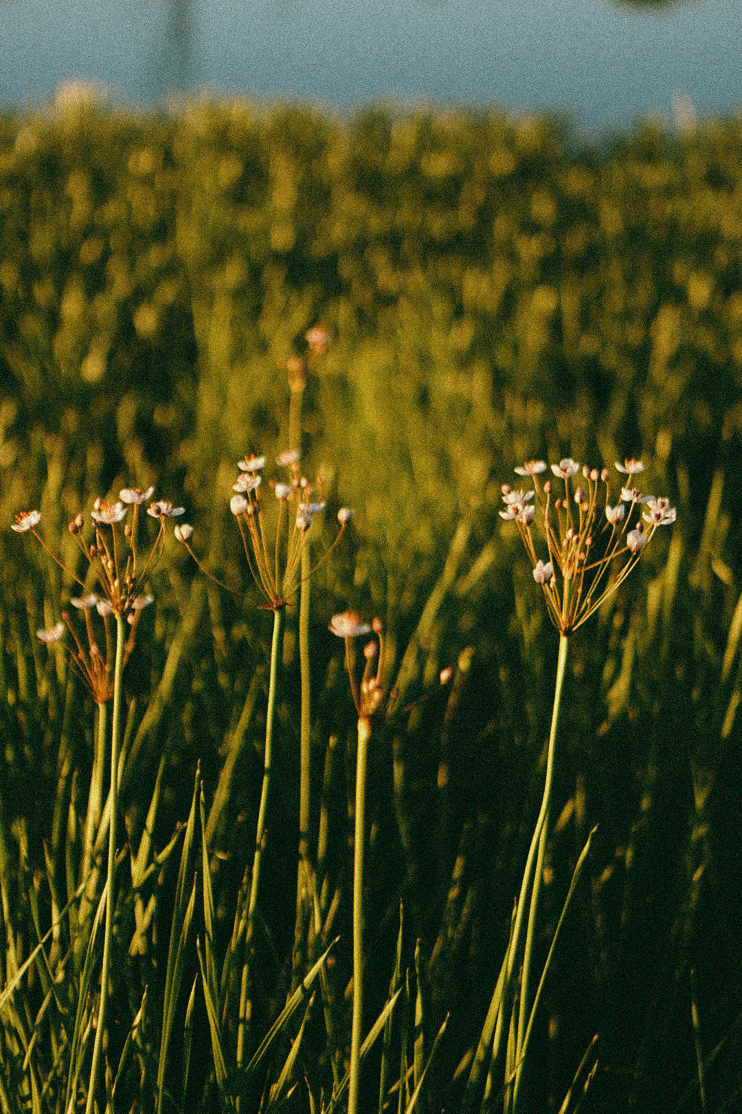 Саша Юля и Варя. Фотограф Нижний Новгород