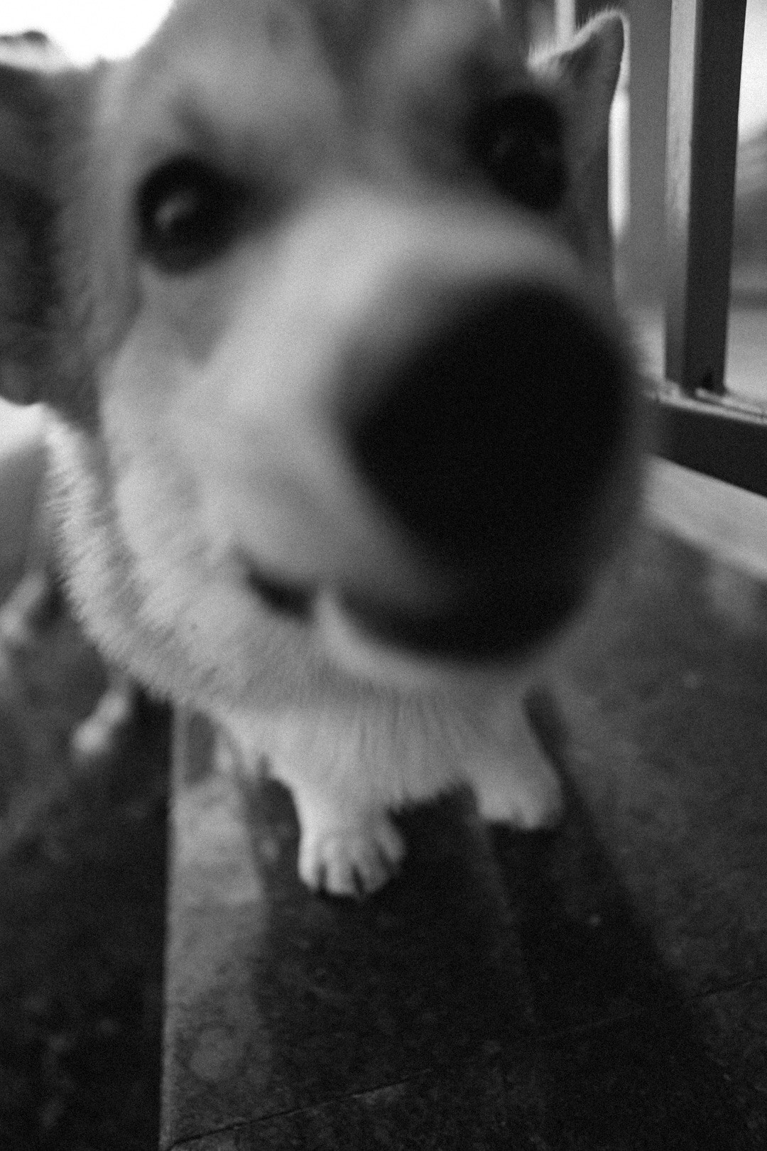 Лиза и Виндзор. Фотограф Нижний Новгород