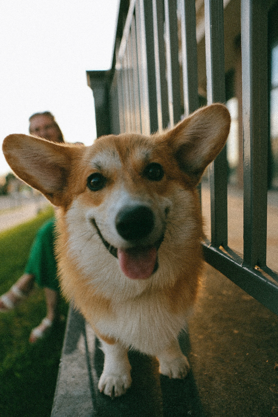 Лиза и Виндзор. Фотограф Нижний Новгород
