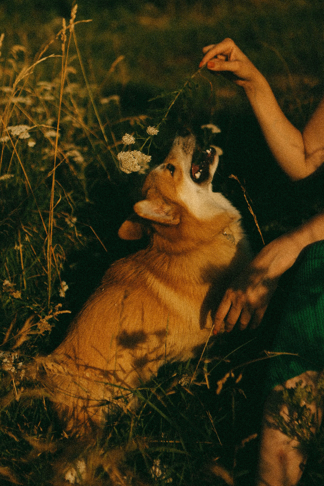 Лиза и Виндзор. Фотограф Нижний Новгород
