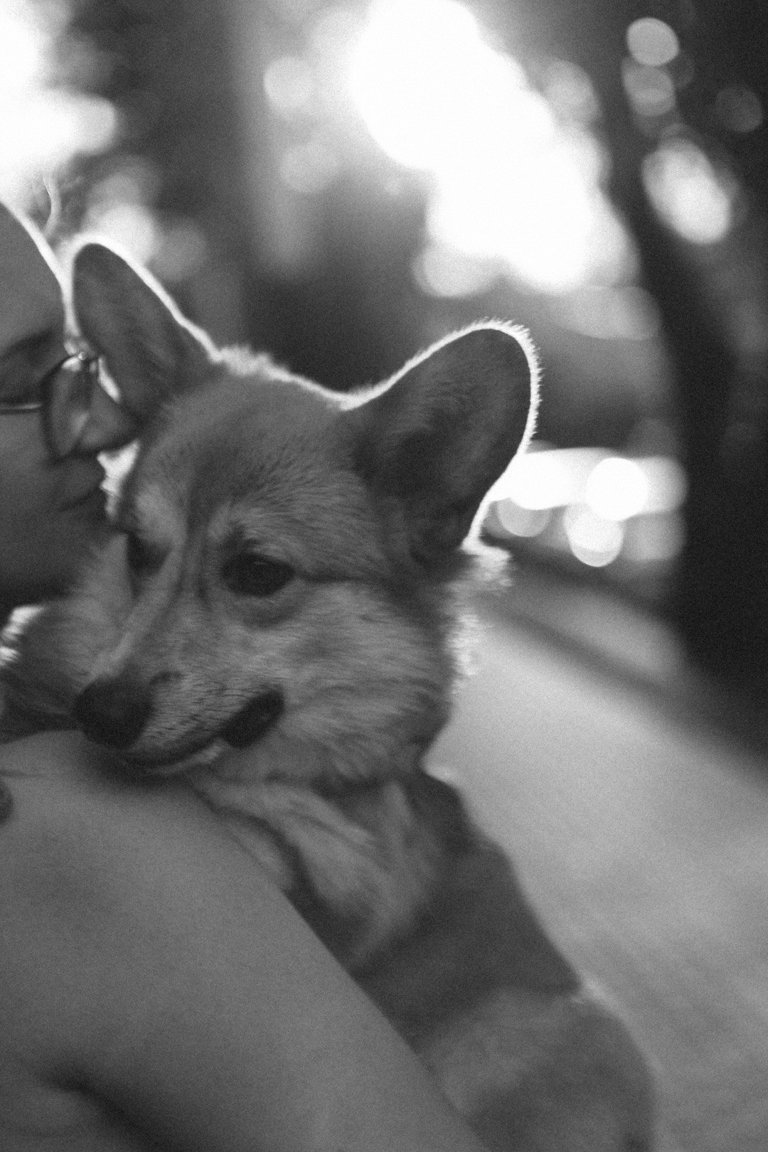 Лиза и Виндзор. Фотограф Нижний Новгород