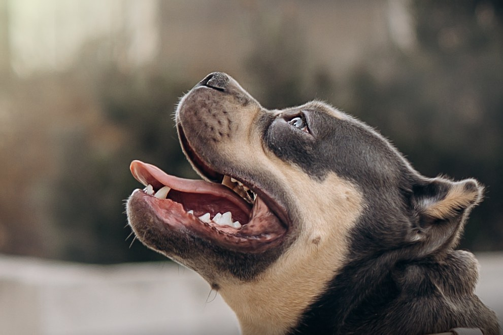 Виктория и Боня. Фотограф животных Евгения Верцинская