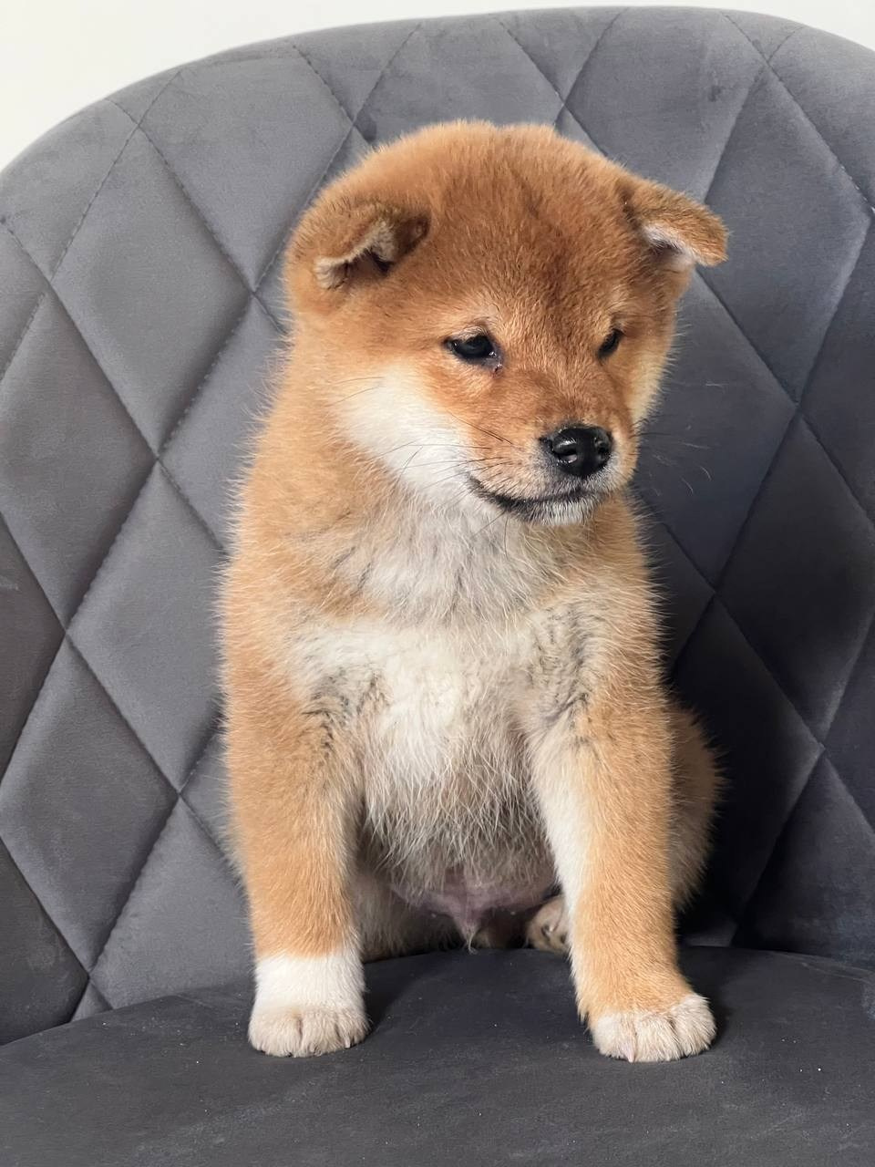 сиба питомник Рубилайт щенки на продажу rubylight  сиба щенки купить СПб Санкт-Петербург 