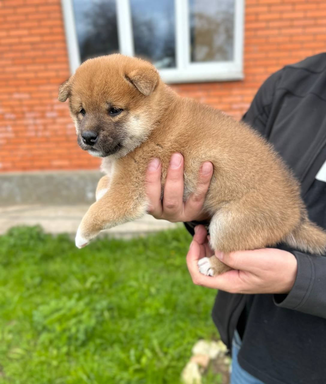 Сиба Rubylight Fumiko питомник Рубилайт