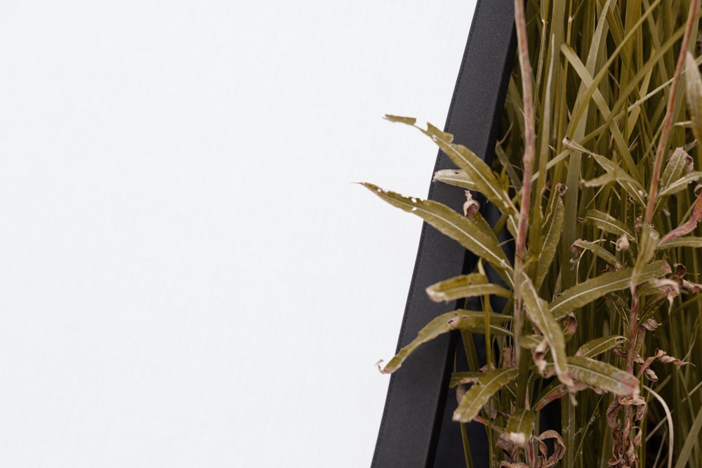 Фотография растения