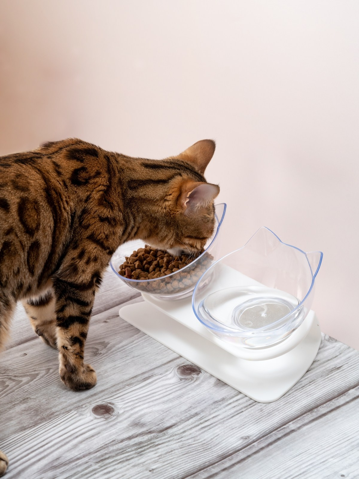 Съемки с животными. КЕД Студия-контент агентство полного цикла СПБ. Создаём фото, видео и контент, который помогает брендам и селлерам продавать больше