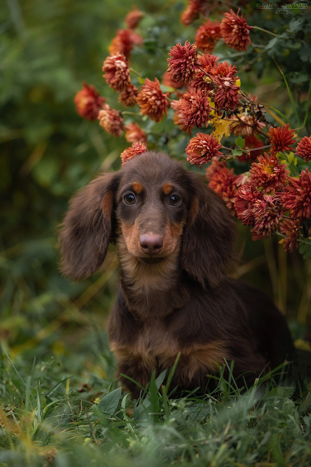 Фотограф-анималист. Фотограф собак в Москве и Московской области Иванушкина Мария