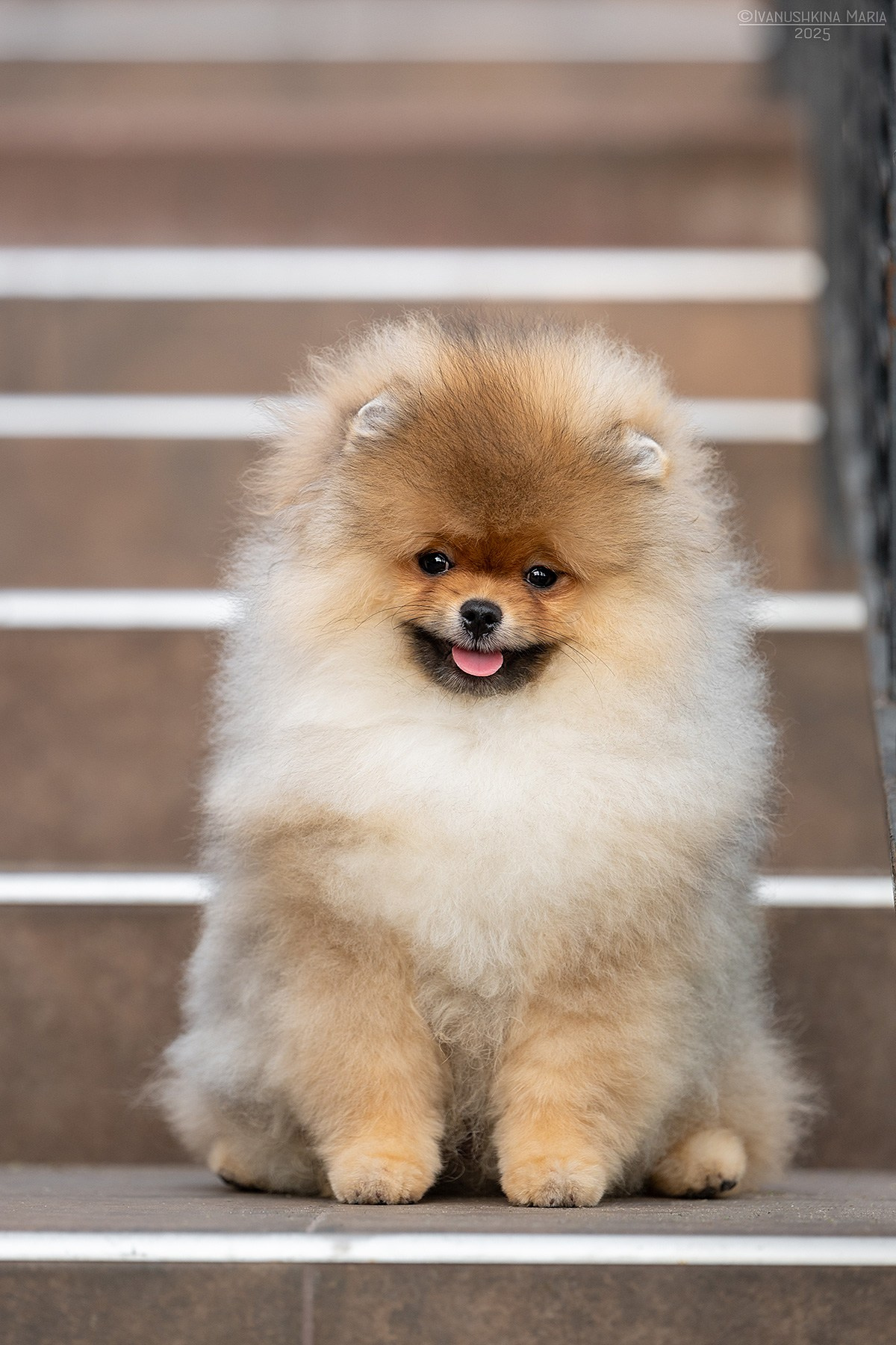 Фотосессия щенков на продажу. Фотограф собак в Москве и Московской области Иванушкина Мария