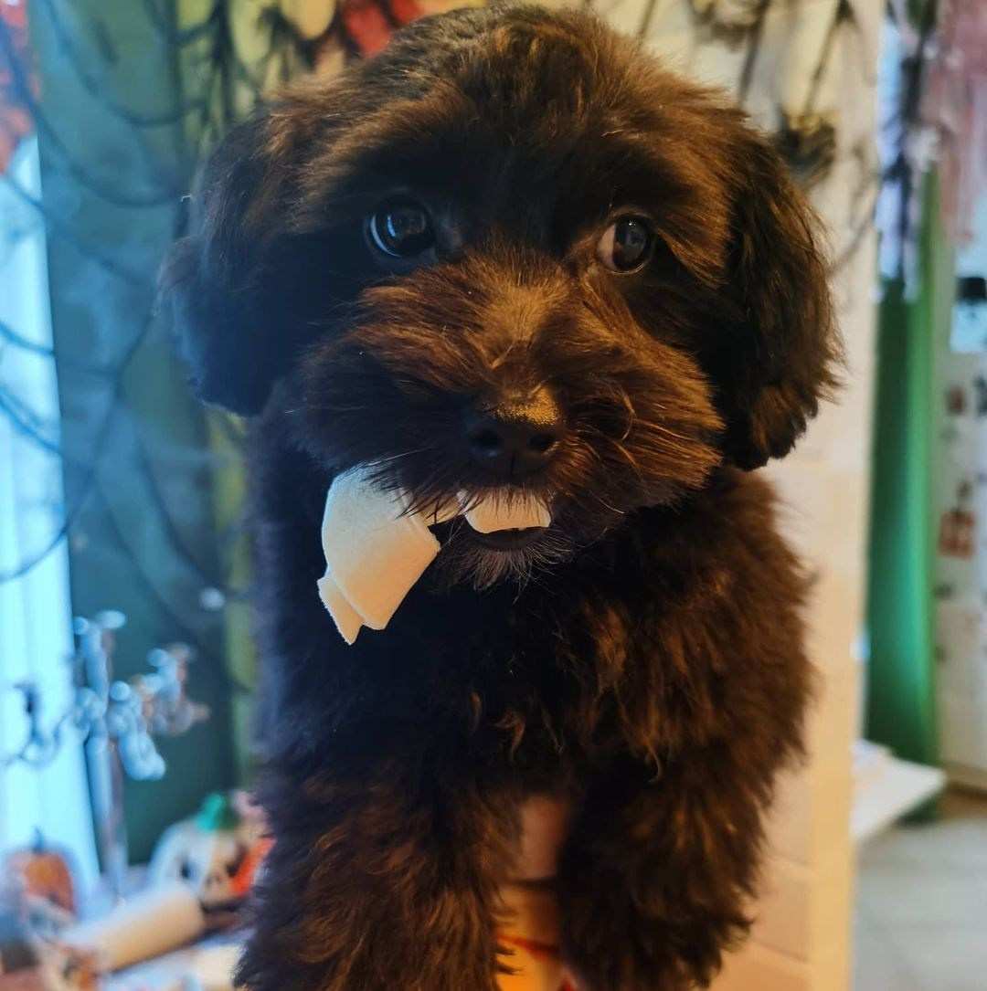 Anka`s Instagram. Заставка