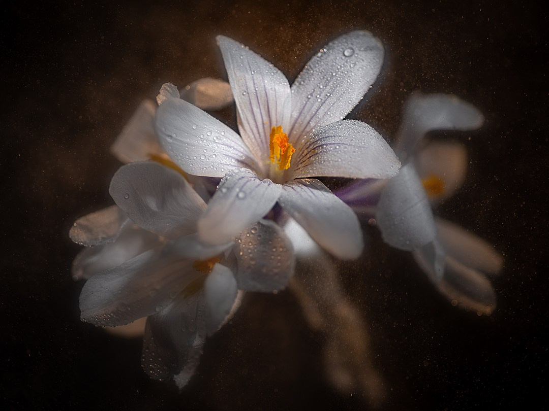 Портретный и предметный фотограф в Твери Алексей Маркин