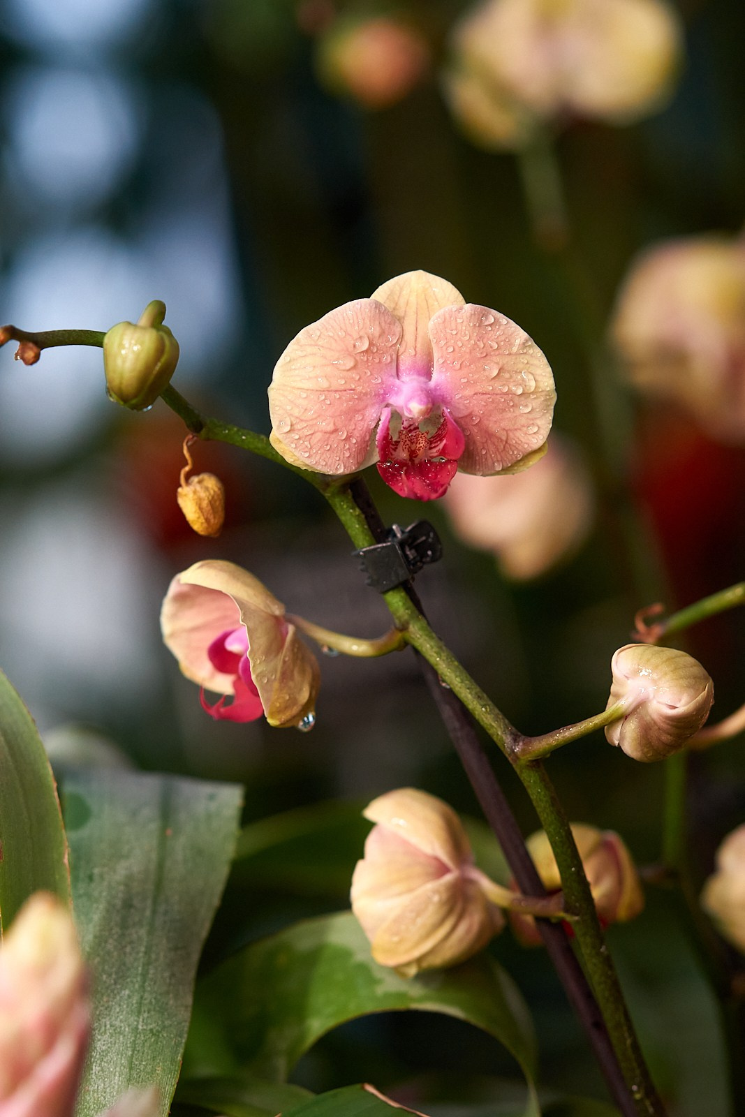 Наша мать — природа. Фотограф Владимир Артамонов