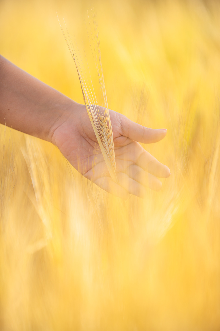 фотосъемка для агропредприятий, фотосъемка сельхозпродукции, фотосъемка для агробизнеса, фотосъемка для сельхозпроизводителей, агрофото, фотосъемка для сельхозкомпаний, фотосъемка сельхозтехники, фотосъемка урожая, агрофотосъемка