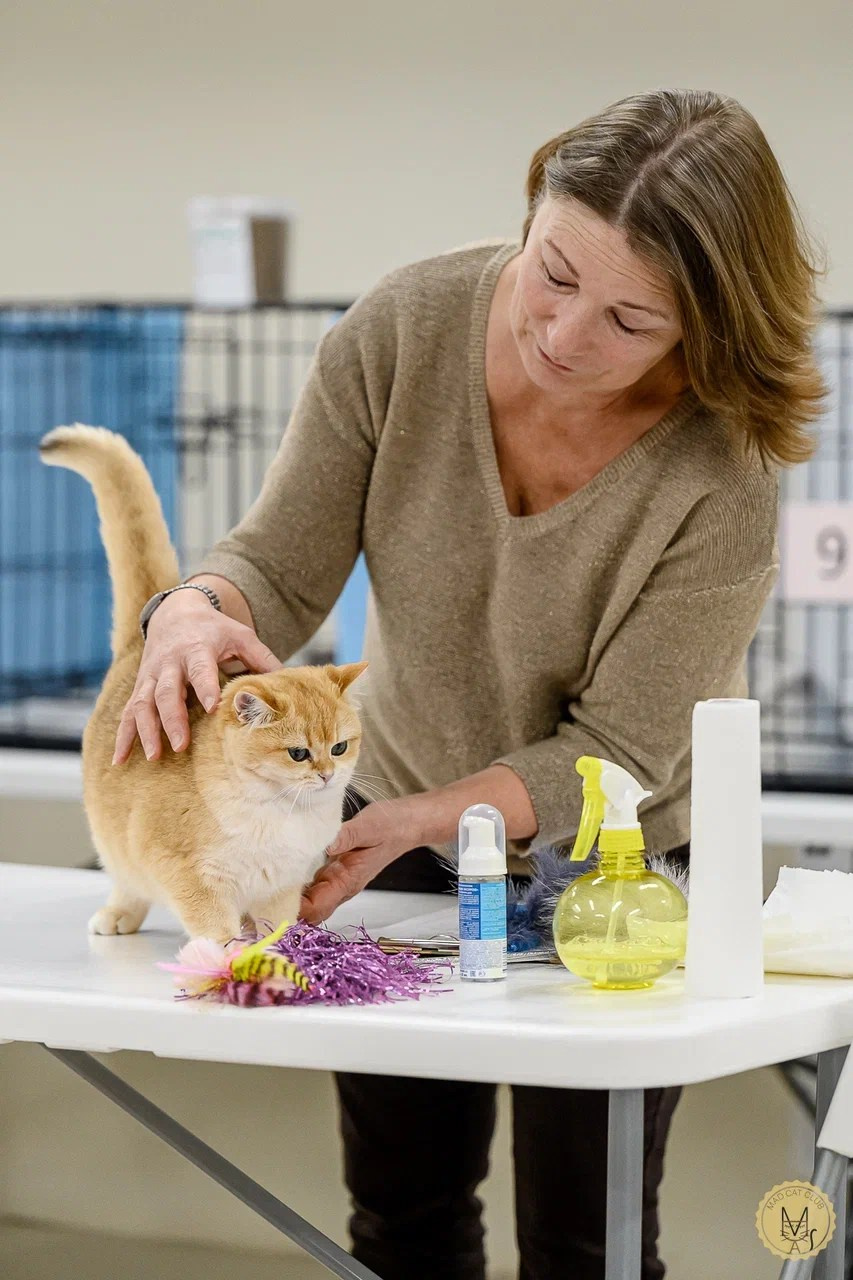 Ojisama. Mauna Gastonia