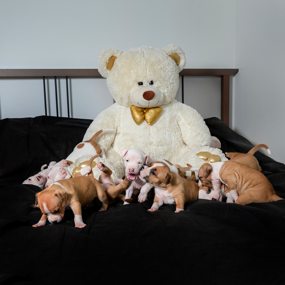 ЖЫВЁЛЫ. Вясельны і партрэтны фатограф Сяргей Клемянок