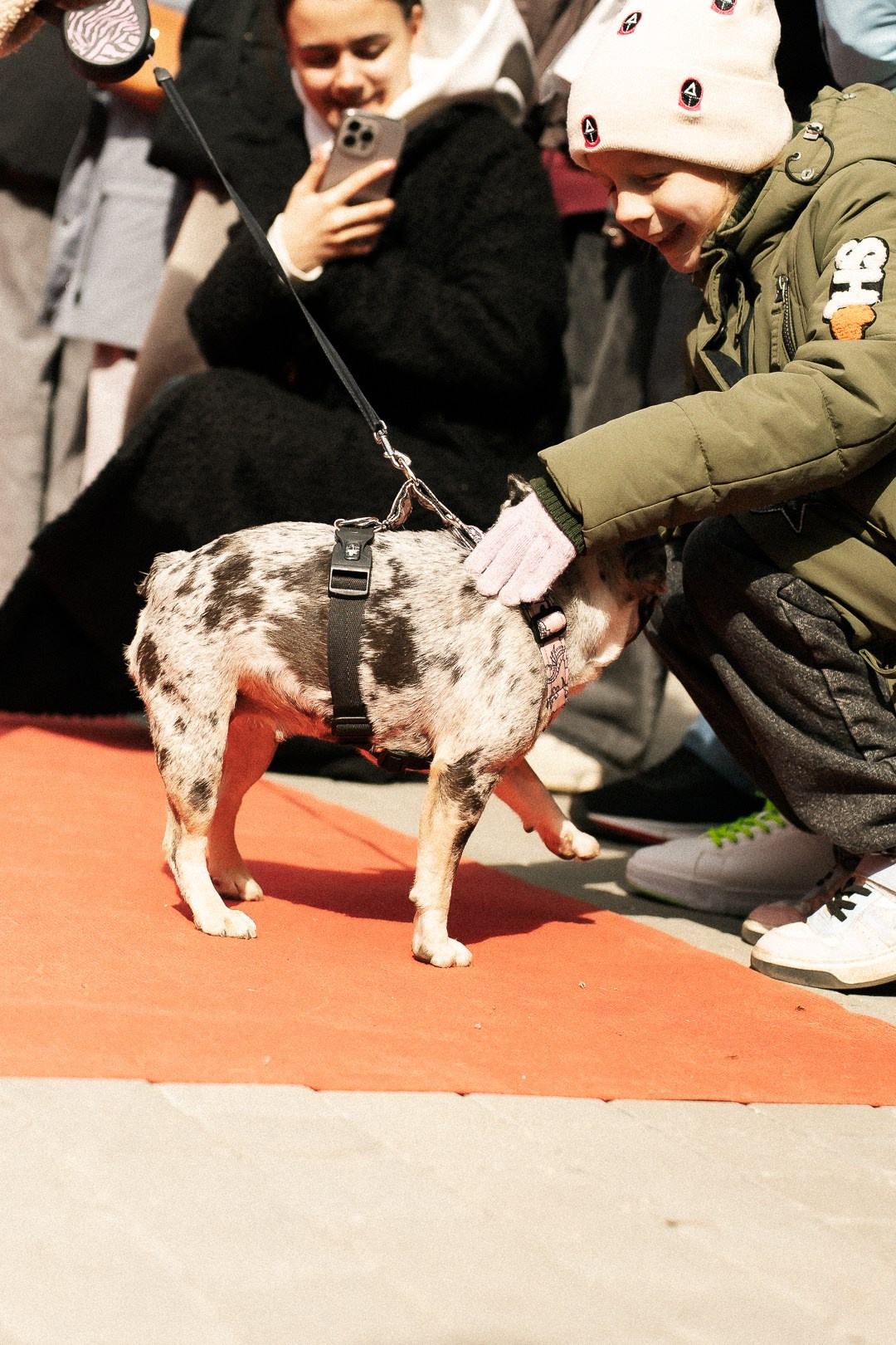 Парад Бульдогов. Axenov_eugene