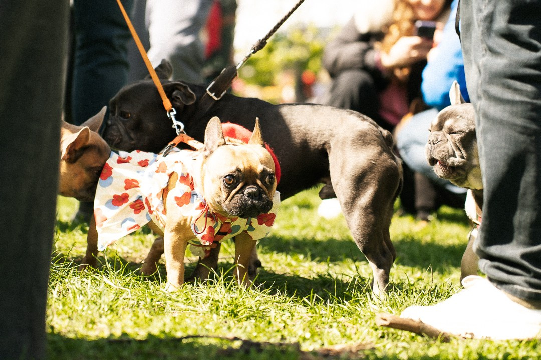 Парад Бульдогов. Axenov_eugene