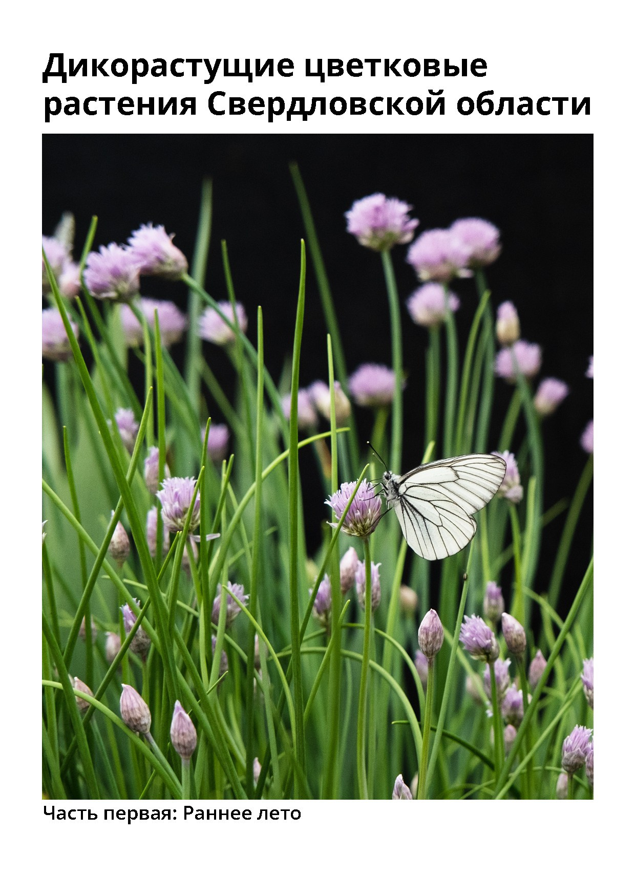 Открытки. Natalia Longi