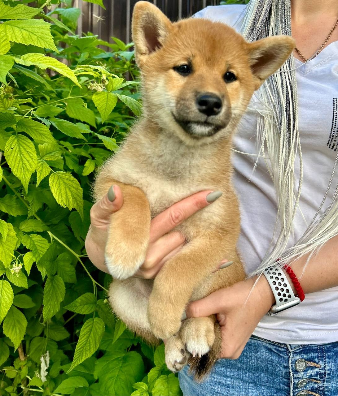 сиба питомник Рубилайт щенки на продажу rubylight  сиба щенки купить СПб Санкт-Петербург