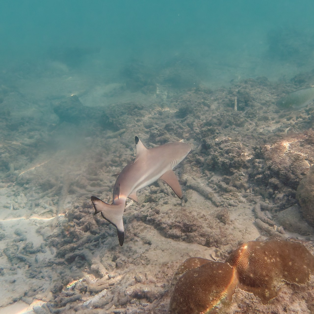 Мне посмотреть. Рыбов показываю