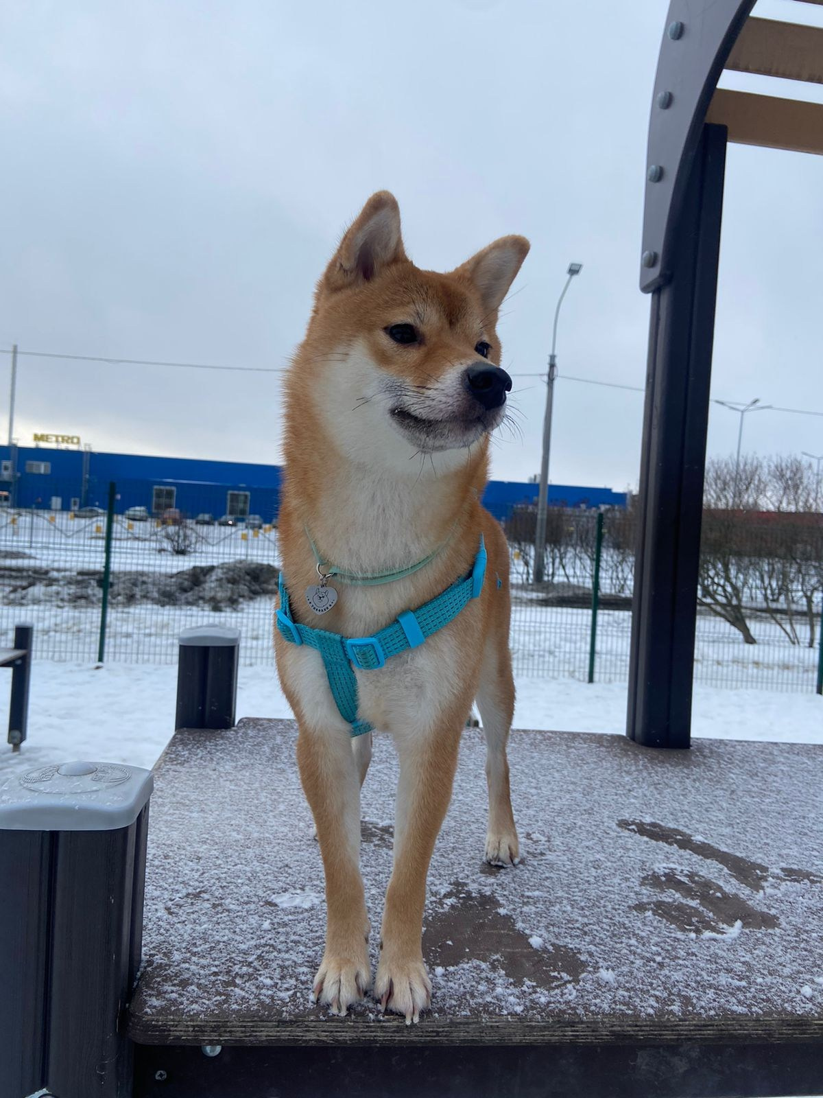 сиба питомник Рубилайт щенки на продажу rubylight  сиба щенки купить