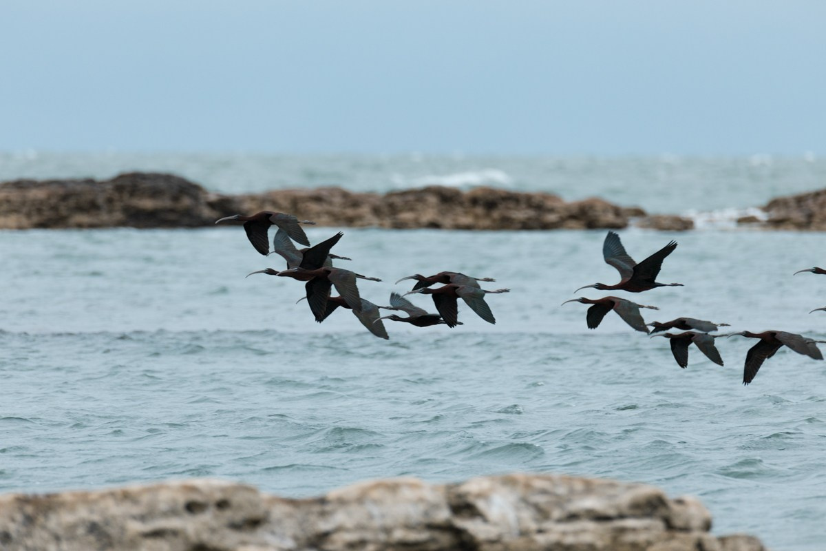 Птицы. Photomantis