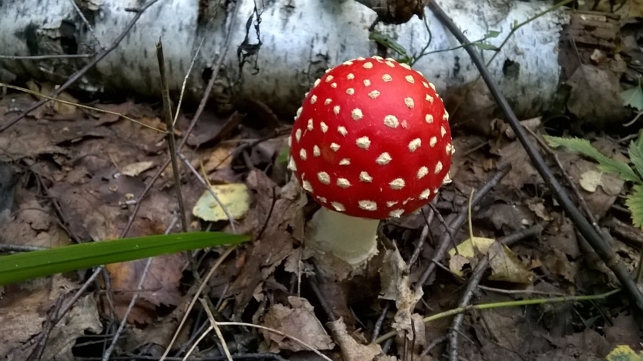 Деревенский выезд 2 | 26-28.08.2016. Галерея Фантим