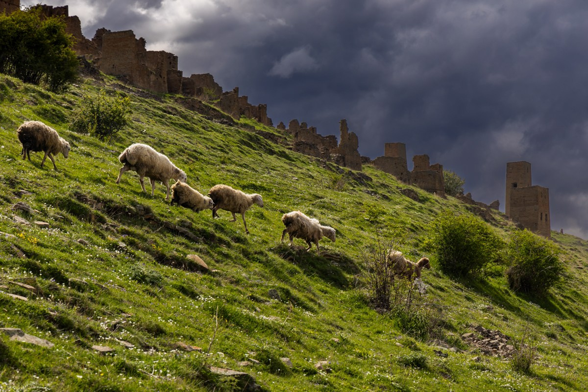 Животные. Photomantis