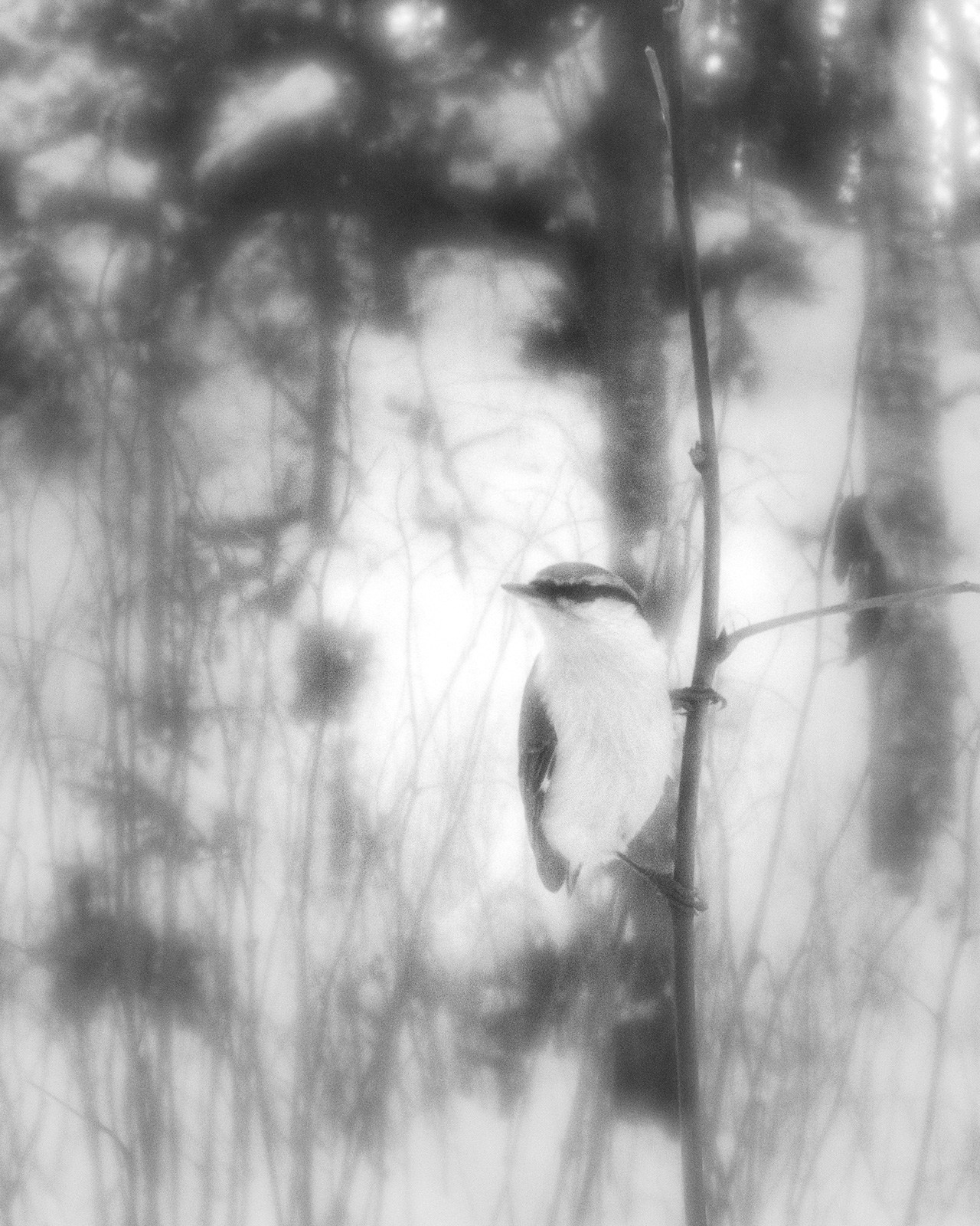 Portfolio. Estetyka