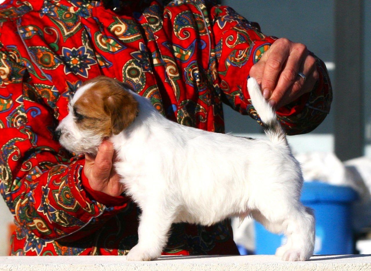 Кобель 1. Lovely-Orange питомник джек рассел терьеров