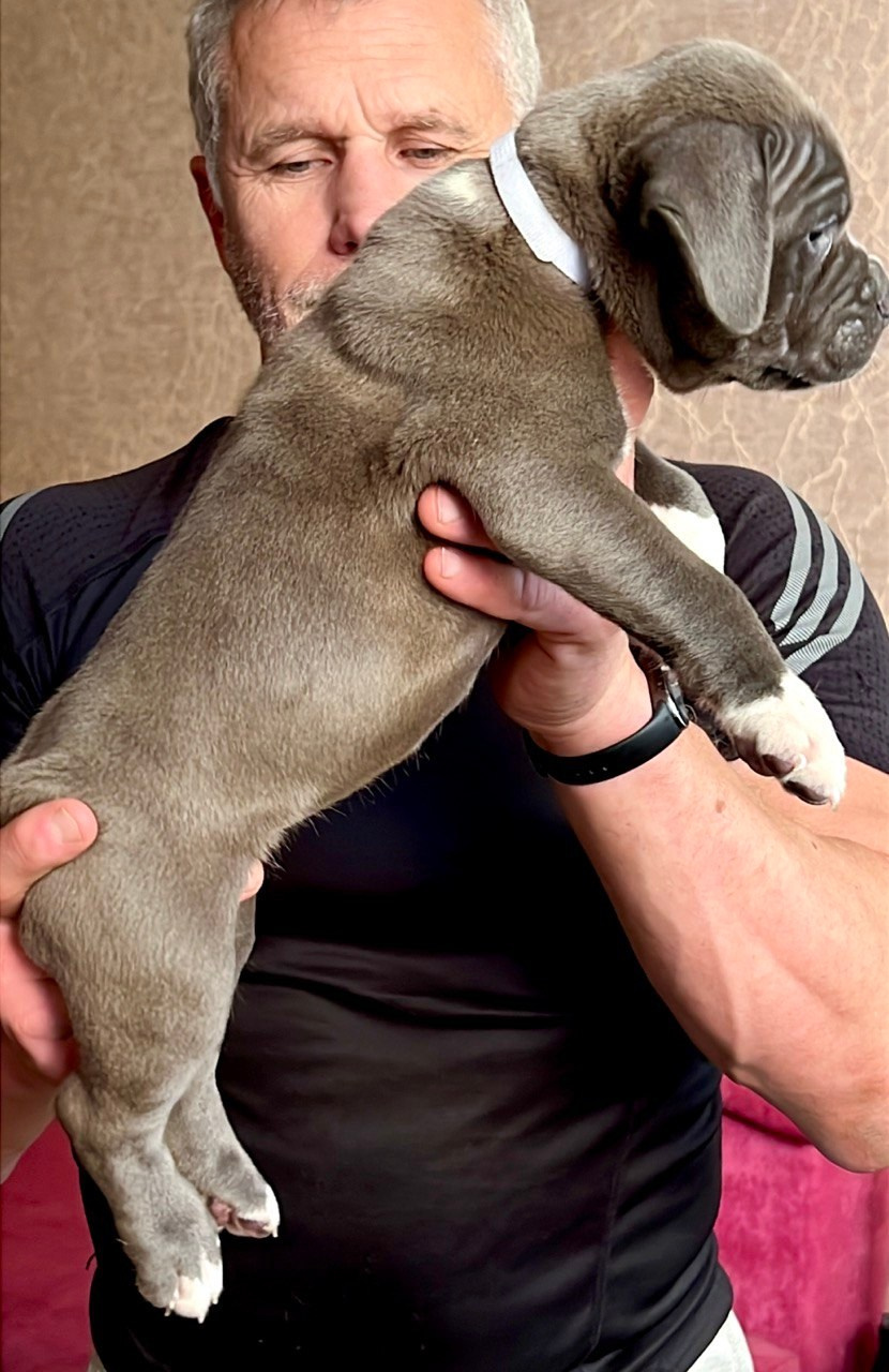 Hunter&Queenie, 10.09.25. Американские булли XL в г. Калининград. Питомник Great Bully UNIVERSE