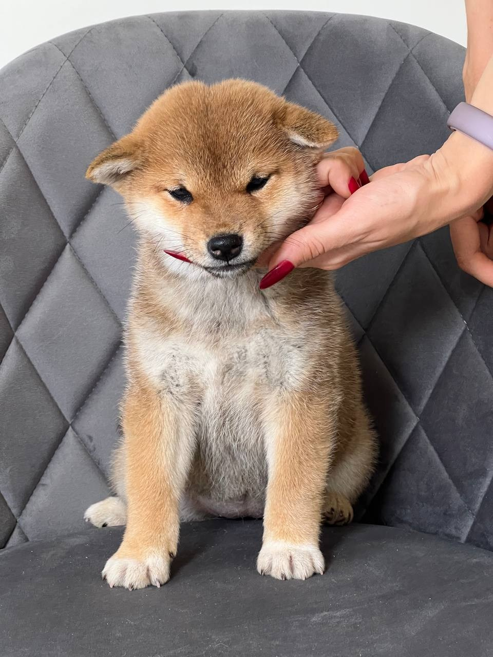 сиба питомник Рубилайт щенки на продажу rubylight  сиба щенки купить СПб Санкт-Петербург 