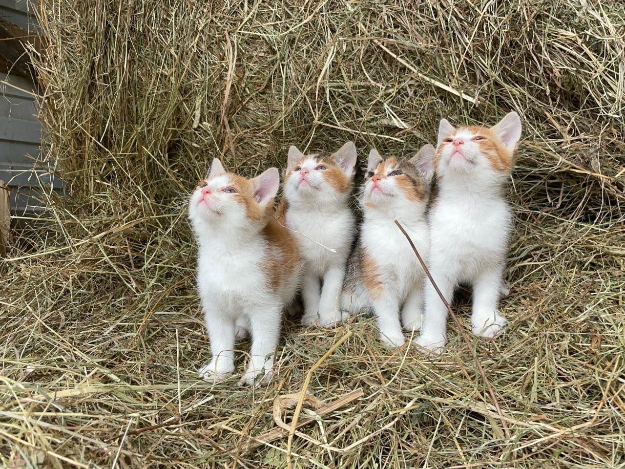 В мире животных. Фотокружок «Видоискатель» ГБОУ СОШ № 291