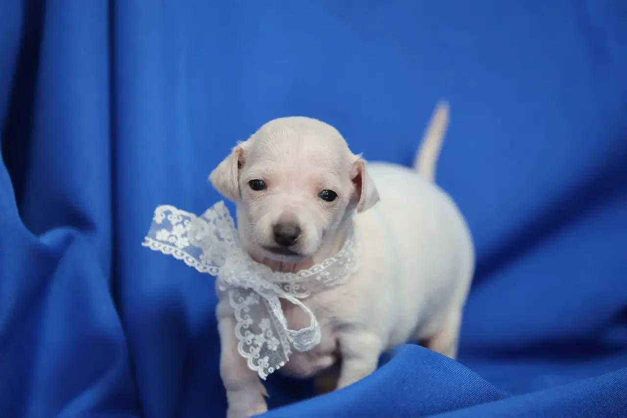 Белоснежные. Профессиональный питомник левреток РКФ/FCI ASTI SAPPHIRE 💎 Сочи|Санкт-Петербург