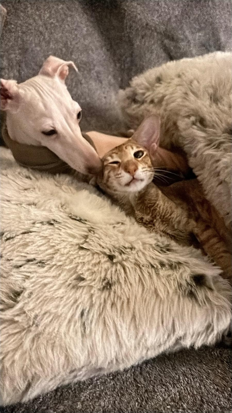 Левретки и кошки. Профессиональный питомник левреток РКФ/FCI ASTI SAPPHIRE 💎 Сочи|Санкт-Петербург