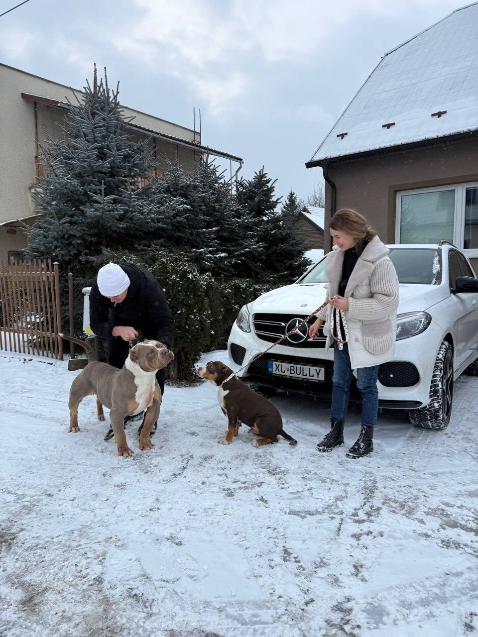 Mako’s GRANDBAR. Американские булли XL в г. Калининград. Питомник Great Bully UNIVERSE