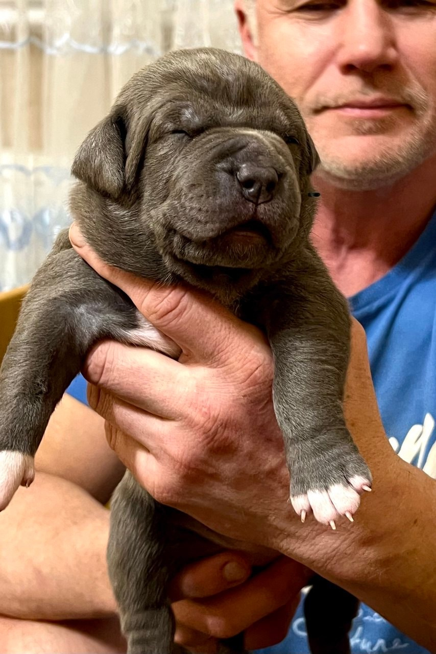 Детские. Американские булли XL в г. Калининград. Питомник Great Bully UNIVERSE