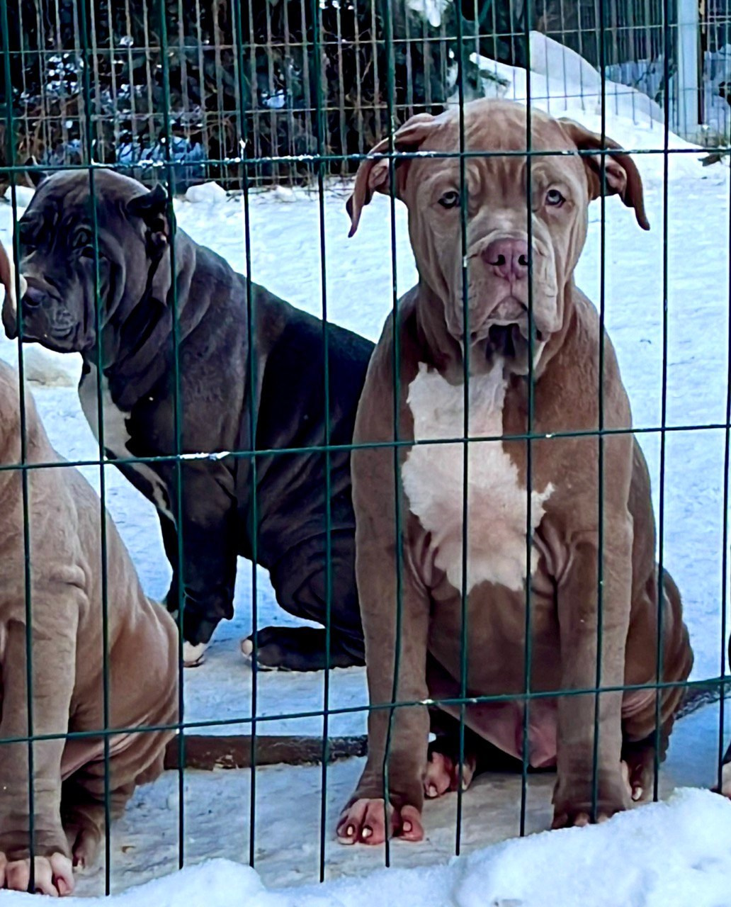 Все свободные щенки. Американские булли XL в г. Калининград. Питомник Great Bully UNIVERSE