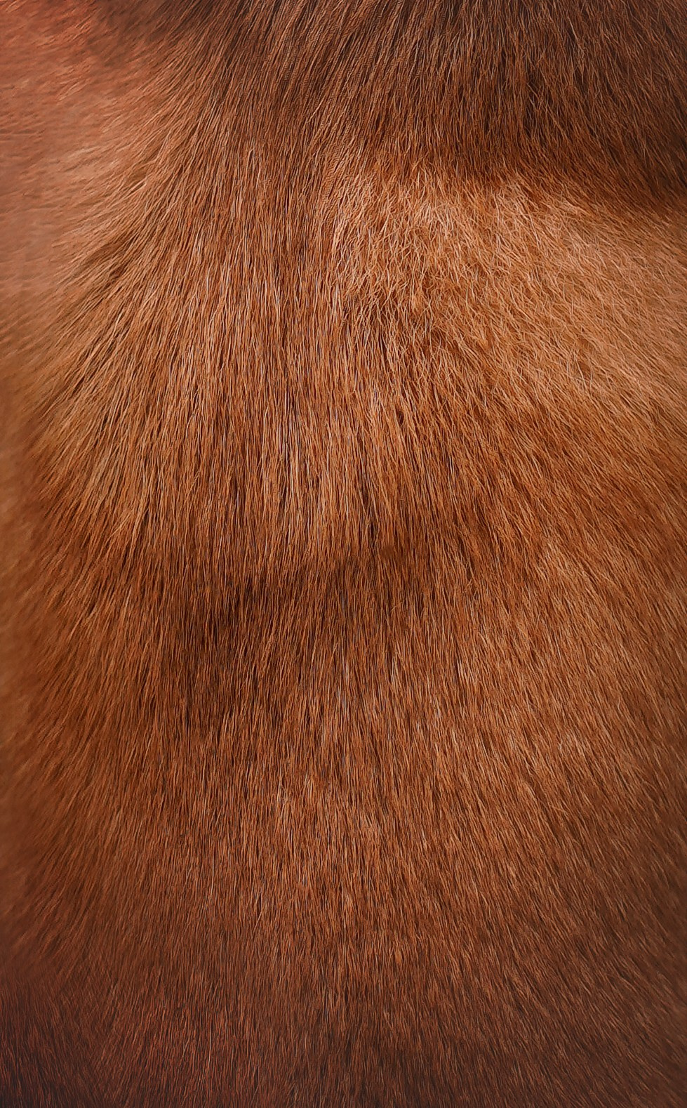 Алина и Юми. Фотограф-анималист в Санкт-Петербурге Яна Мартынова