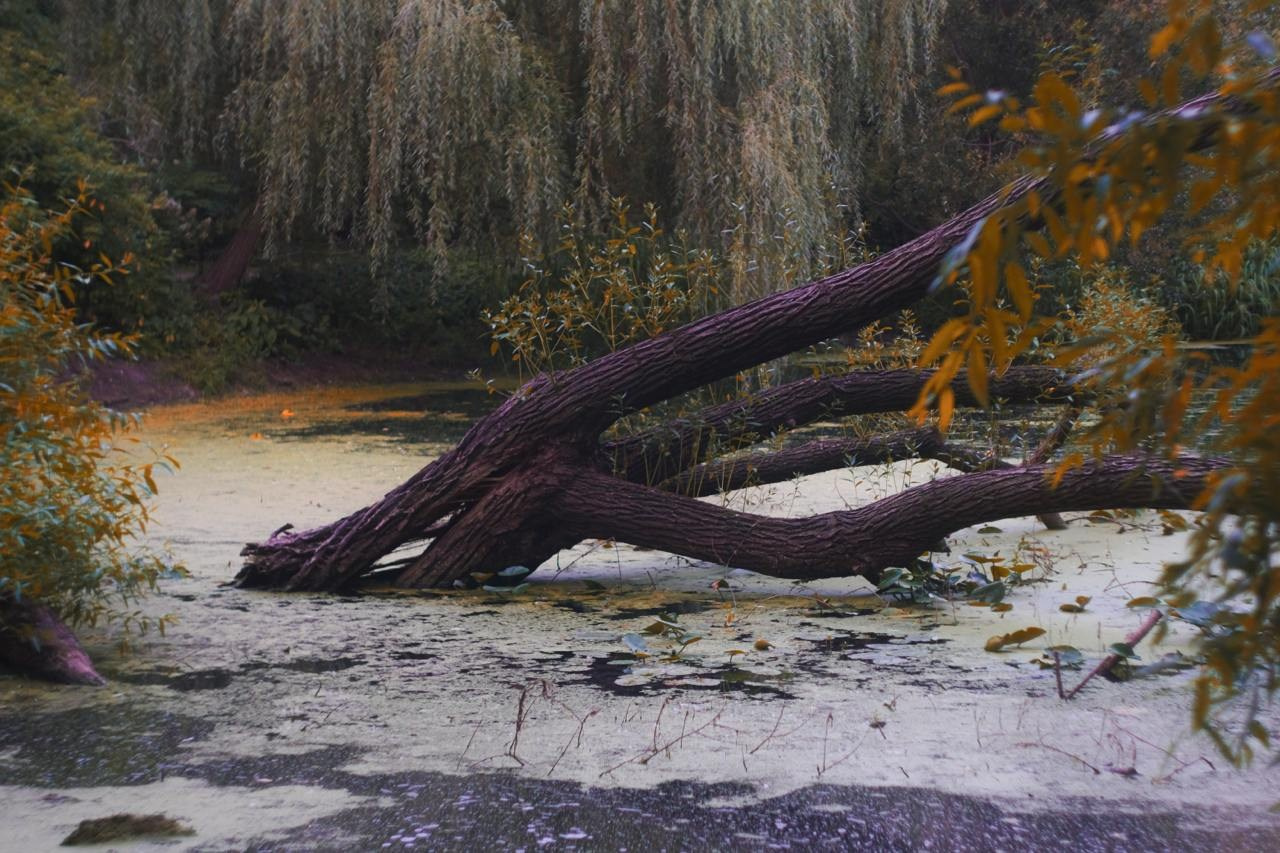 Аптекарский огород. Софа Катастрофа, Одичание. фотохудожница, креативный продюсер, автор. Nude, eros, портретный фотограф