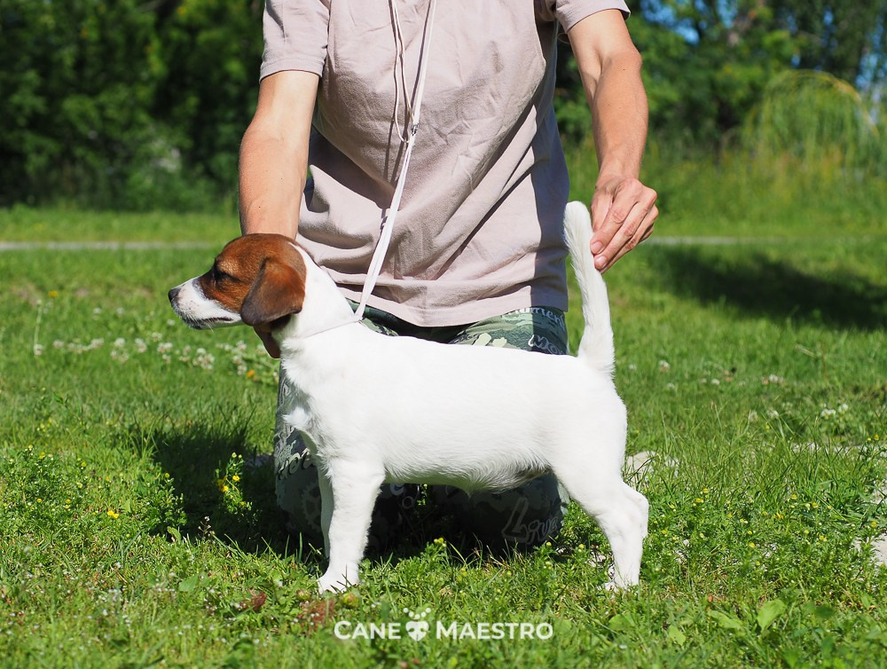 Щенок Джек-рассел-терьер. КМ ФЕЛИЧИТА. Гладкий тип шерсти. Девочка №2. КАНЕ МАЭСТРО — питомник Джек рассел терьеров