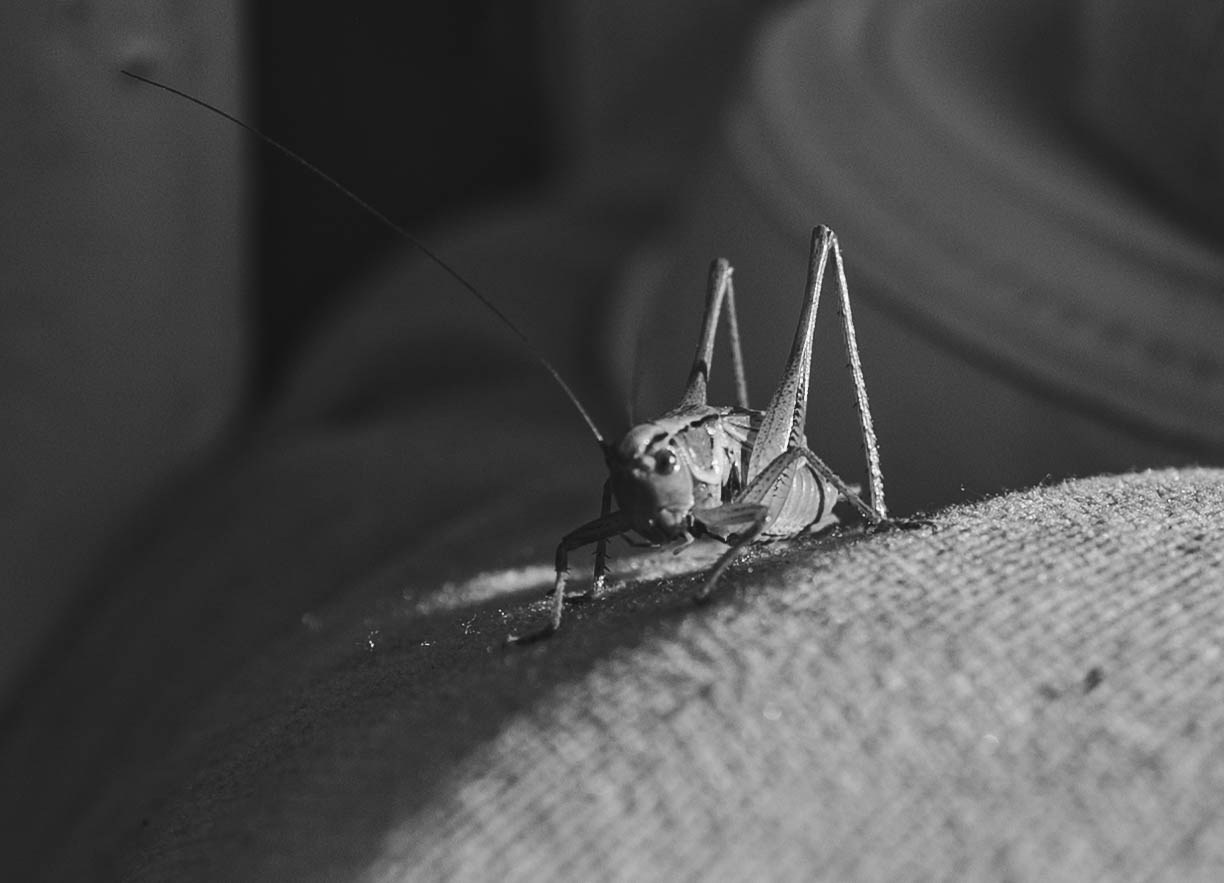 Внучка и бабуля прогулка на природе. Коммерческий фотограф