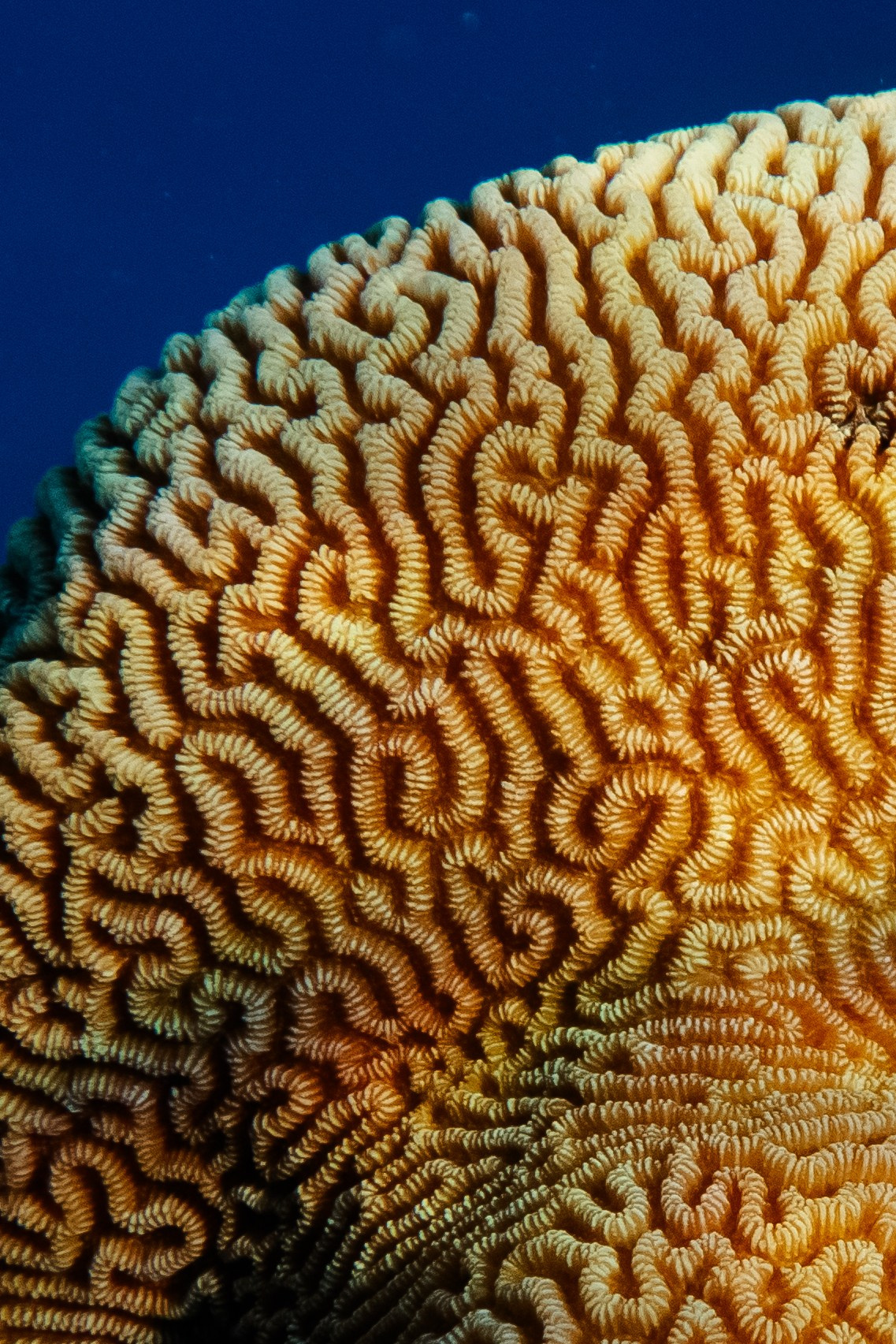 Fish. Фотограф Светлана Голицына