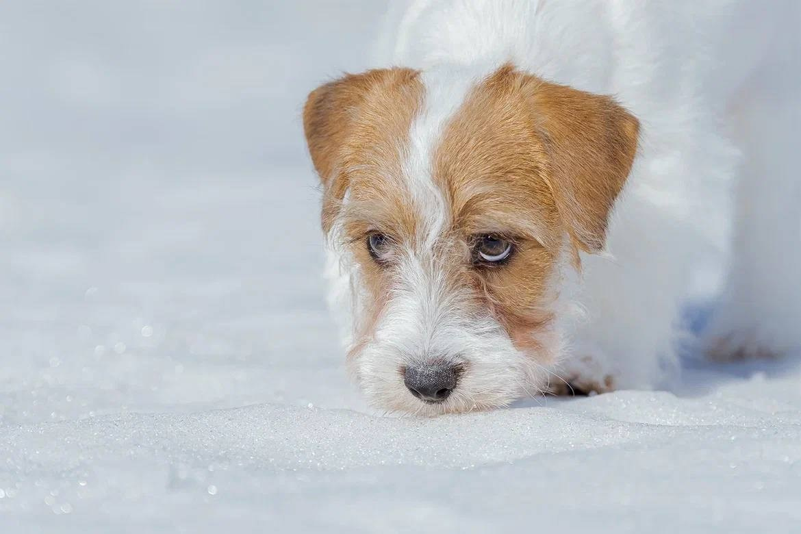 Сука 4. Lovely-Orange питомник джек рассел терьеров