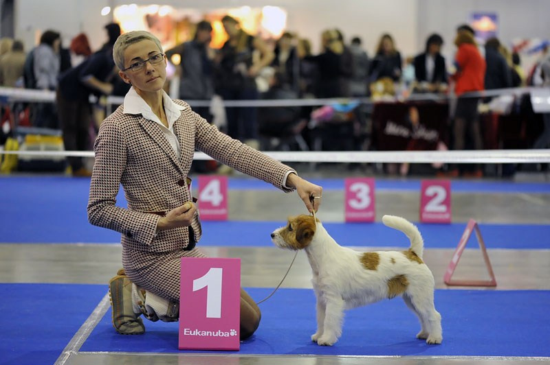 РОССИЯ 2012. Lovely-Orange питомник джек рассел терьеров