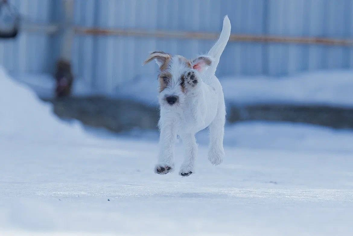 Сука 2. Lovely-Orange питомник джек рассел терьеров