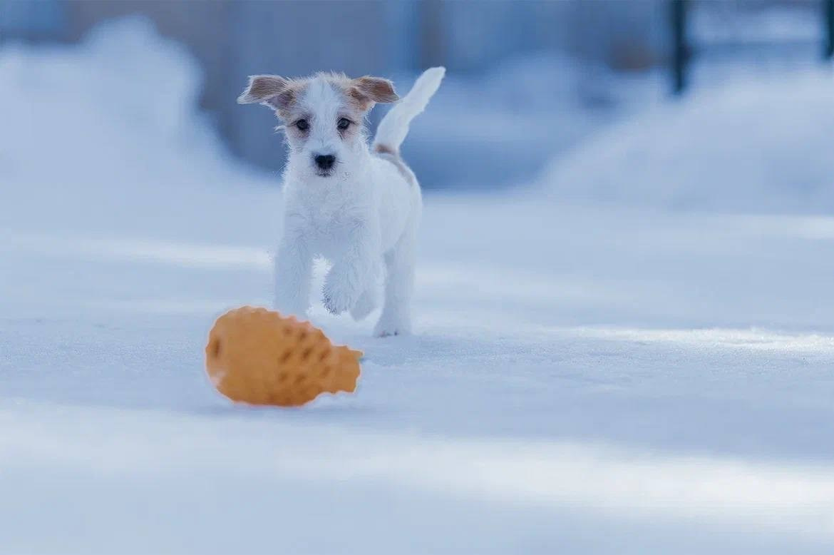 Сука 5. Lovely-Orange питомник джек рассел терьеров